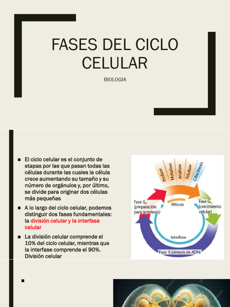 Fases del Ciclo Celular y Mitosis | PDF | Mitosis | Ciclo celular