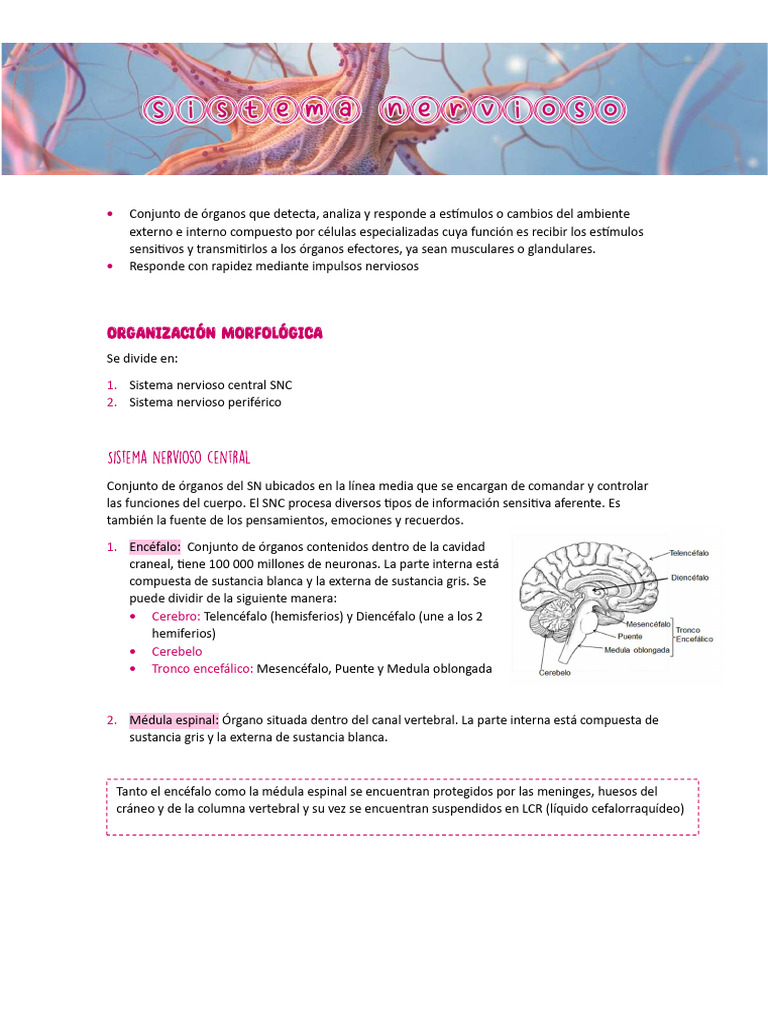 Primera Clase, Morfologia SN | PDF | Nervio | Neurona