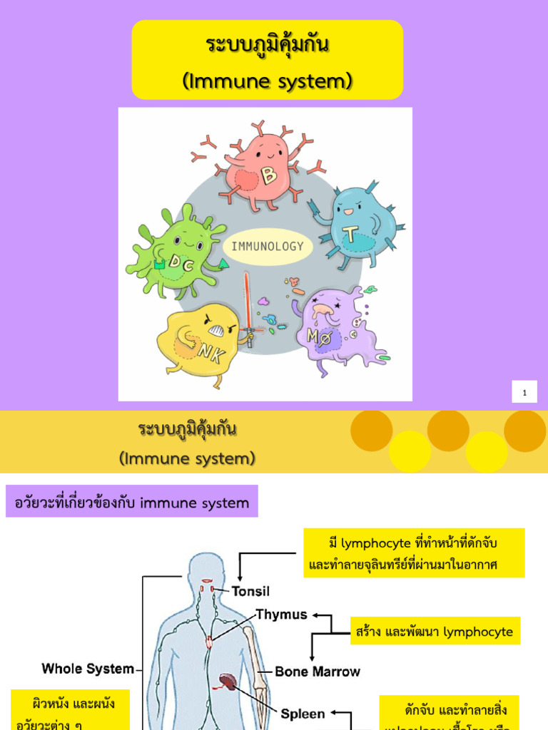 Immune System | PDF