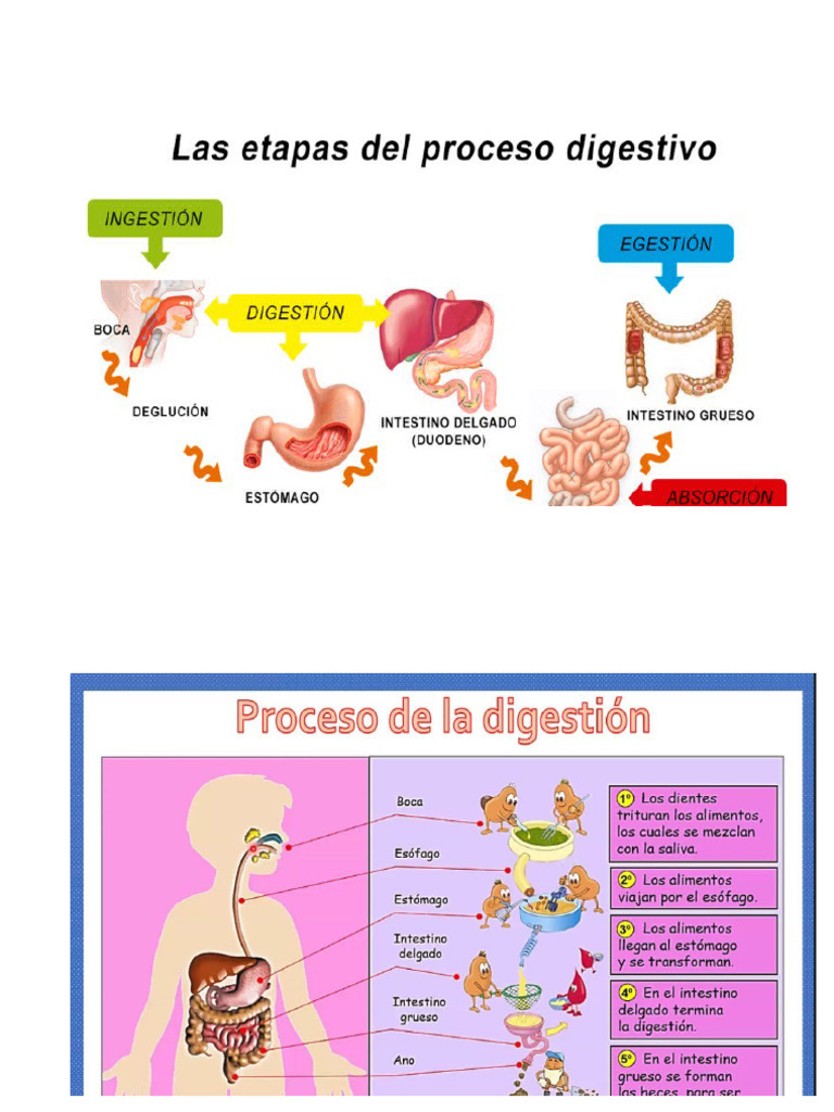 DIGESTION | PDF
