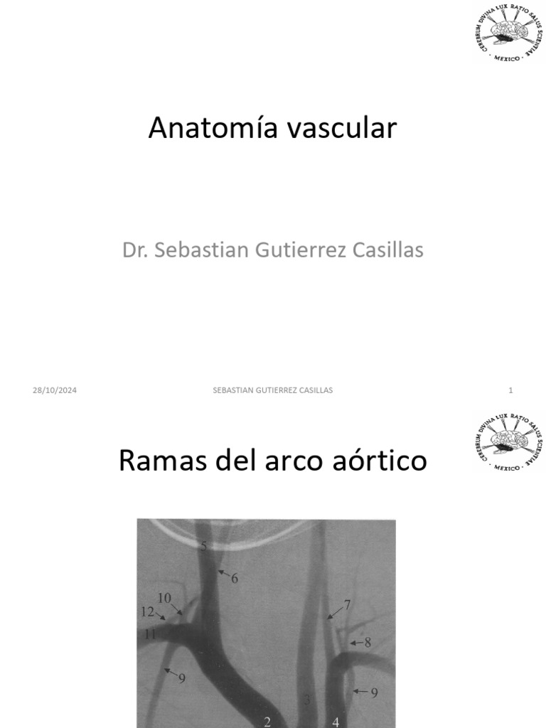 Anatomia Vascular | PDF | Cerebro | Cerebro