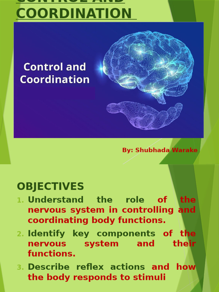 Control and Coordination | PDF | Auxin | Plant Hormone