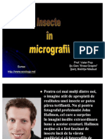 Insecte in Micrografii