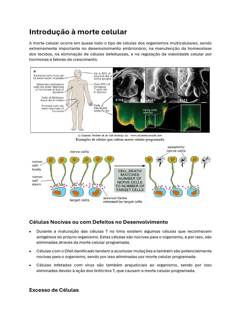 Morte Celular: Tipos e Mecanismos Explicados | PDF | Apoptose | Caspase