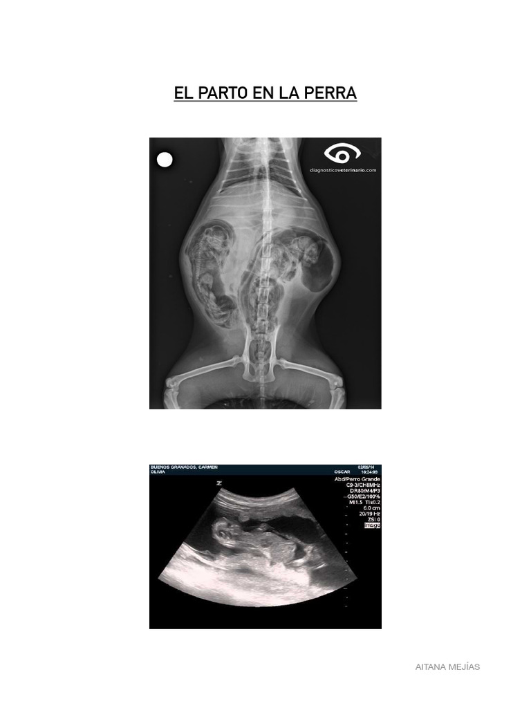 Fases del parto en perras: guía completa | PDF | Parto | El embarazo