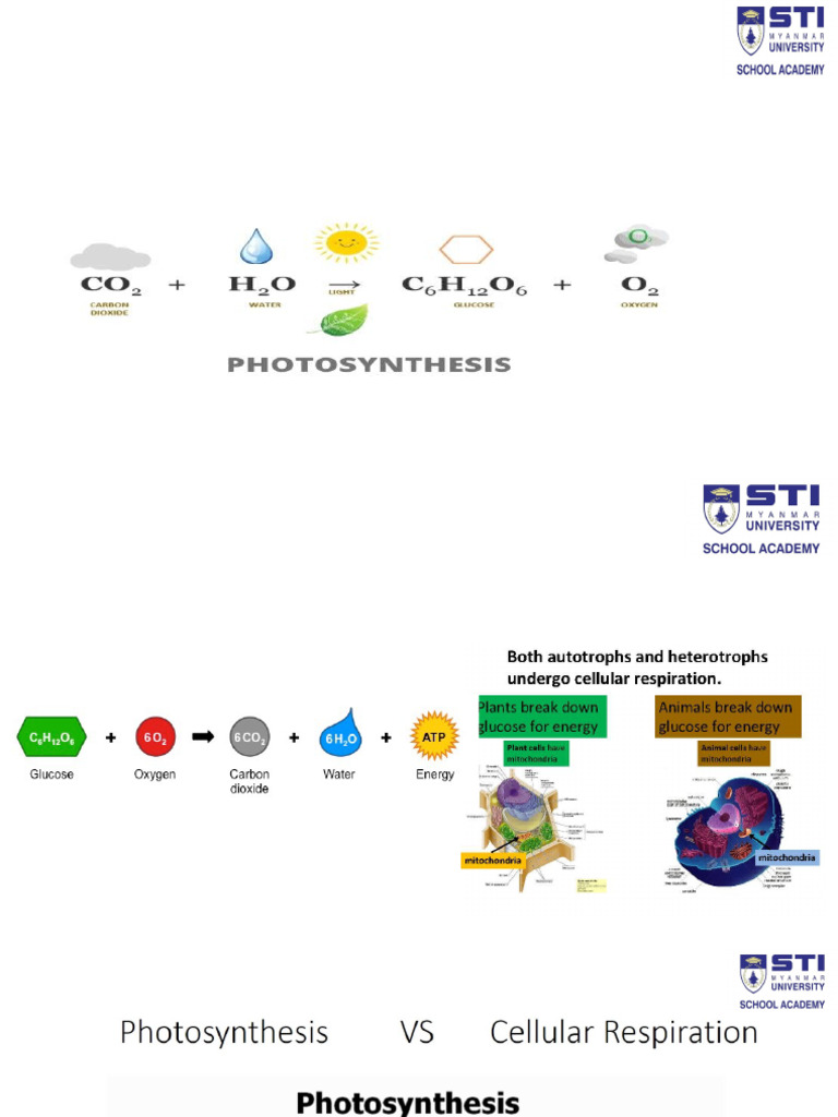 Photosynthesis and Cellular Respiration | PDF