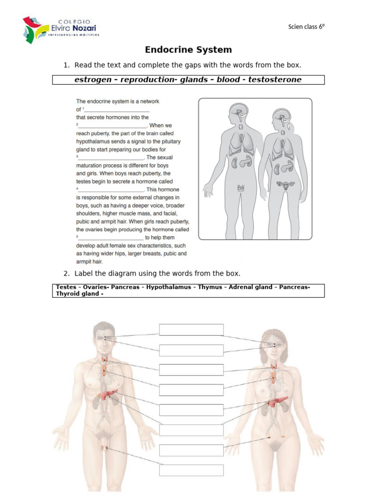 Endocrine System for 6th Grade Science | PDF