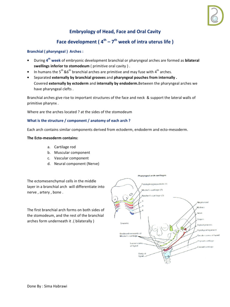 Embryology of Head, Face and Oral Cavity | PDF | Human Nose | Human ...