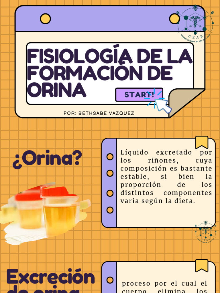 Fisiologia En La Formacion De Orina Pdf Orina Riñón