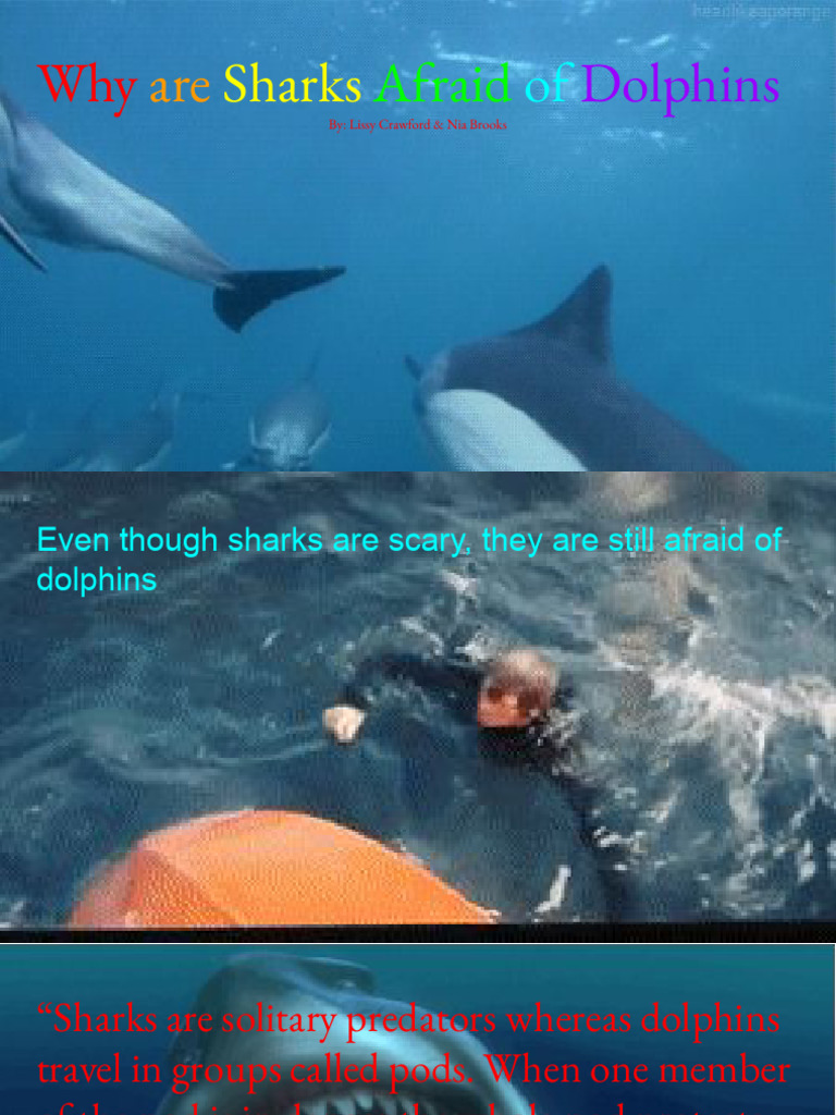 Why Are Sharks Afraid of Dolphins | PDF | Philosophy