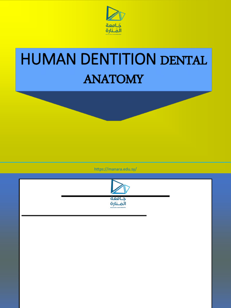 Human Dentition: Dental Anatomy | PDF | Dental Anatomy | Tooth