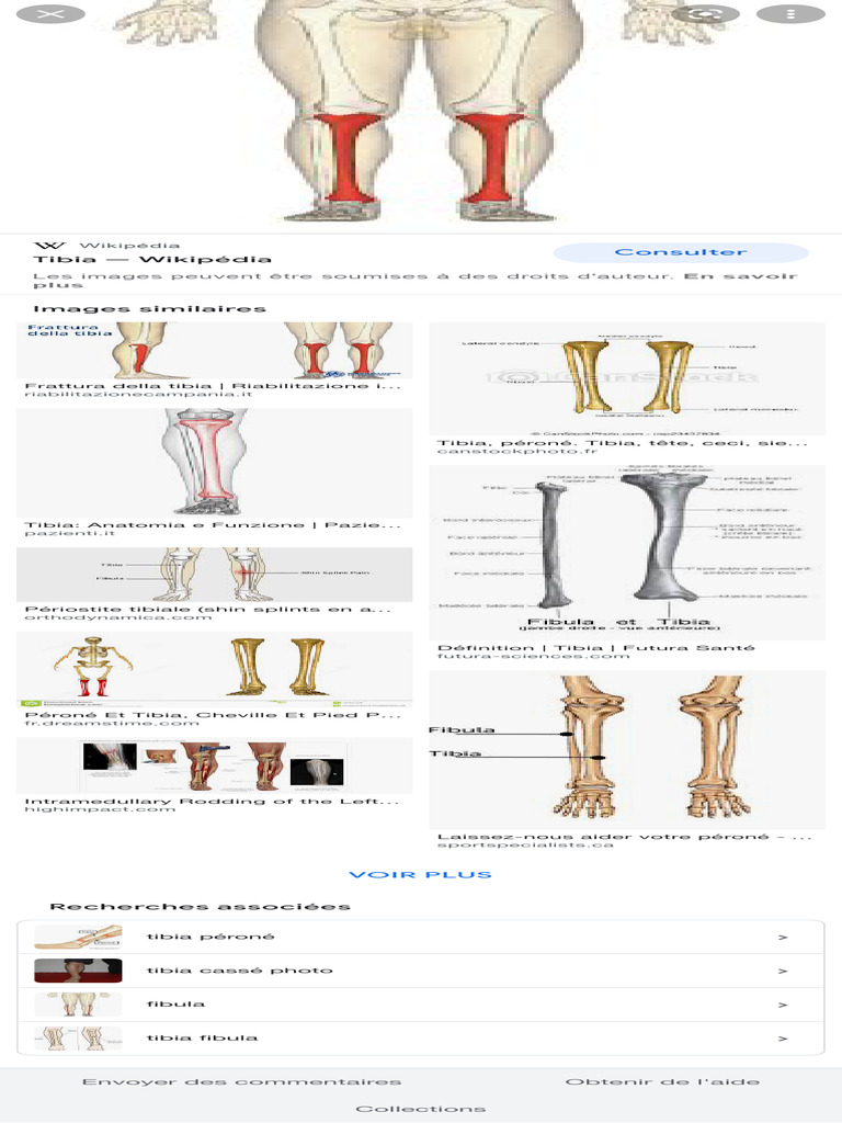 Informations sur le tibia | PDF