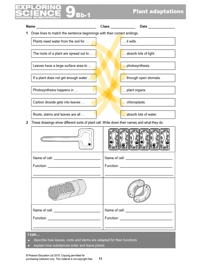 HW-Lesson2 | PDF | Leaf | Photosynthesis
