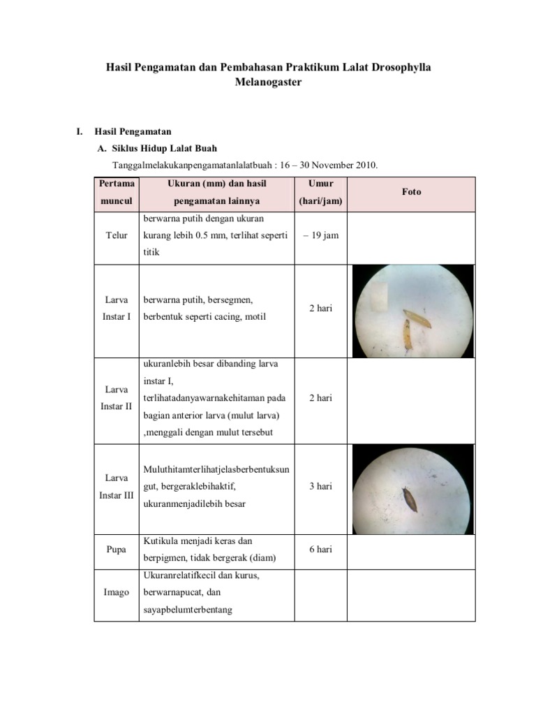 Laporan Lalat Buah Okeeee