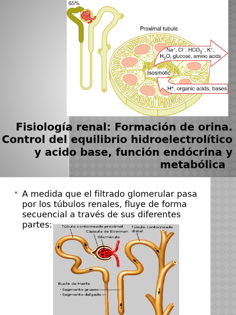Fisiología Renal. Formación de Orina | PDF | Sistema urinario | Riñón