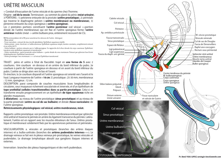 Anatomie de l'urètre masculin | PDF | Prostate | Système génito-urinaire