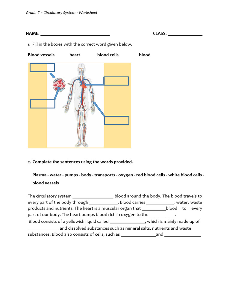 Circulatory System WS - Amended | PDF