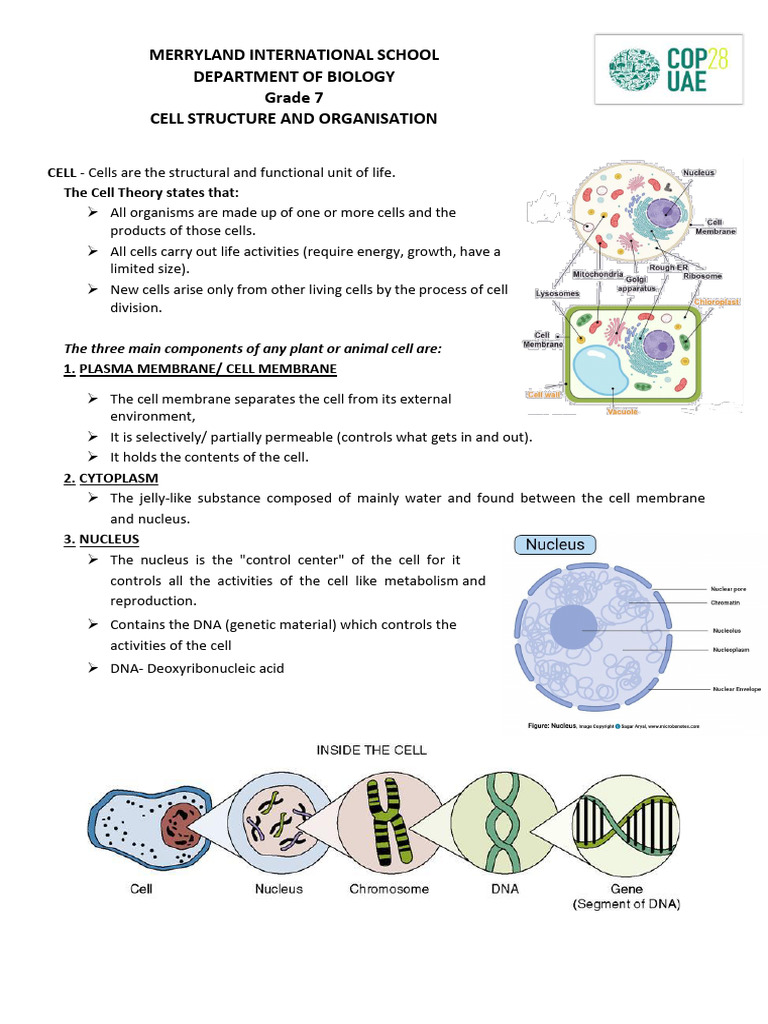 Grade 7 Cell Structure Overview | PDF | Cell (Biology) | Endoplasmic ...
