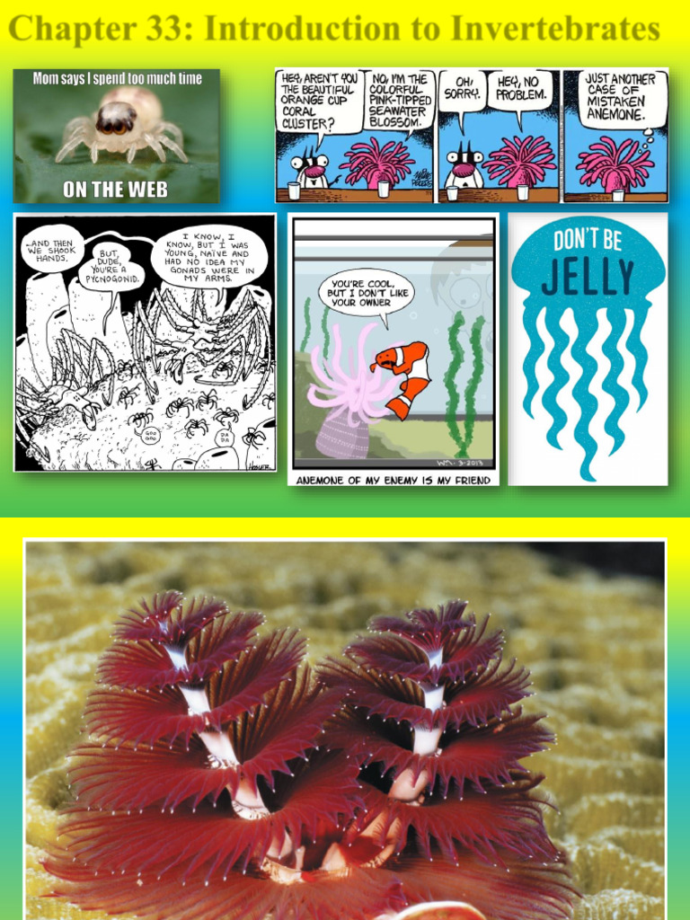 33 - Introduction To Invertebrates | PDF | Bivalvia | Crustacean