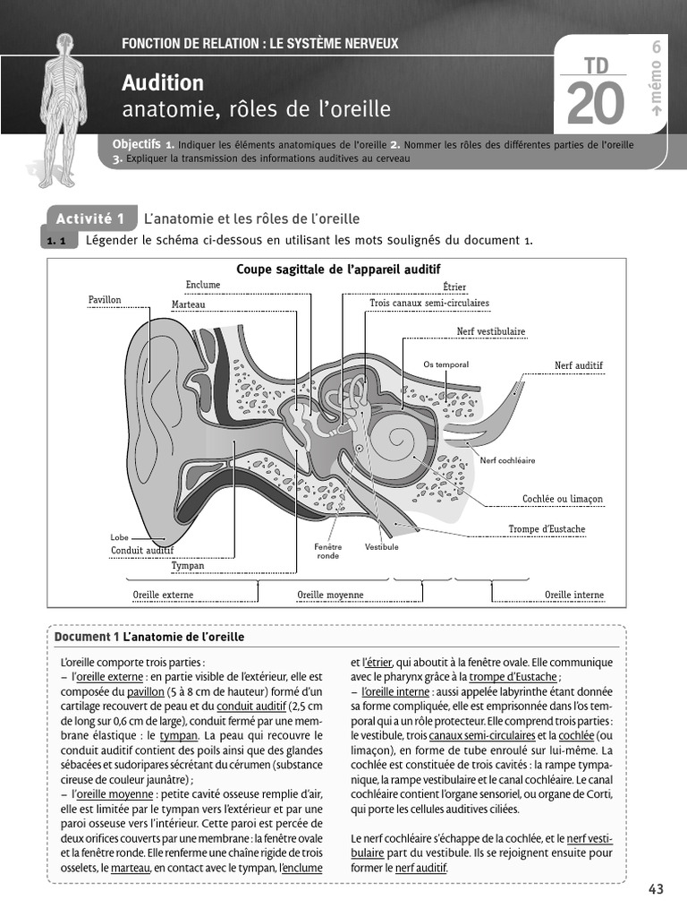Anatomie et fonctions de l'oreille | PDF | Oreille | Appareil locomoteur