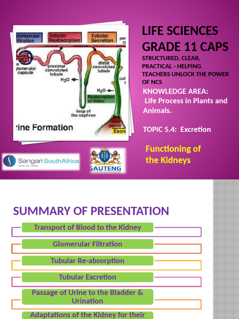 PP24 Functioning of The Kidney | PDF | Kidney | Organ (Anatomy)