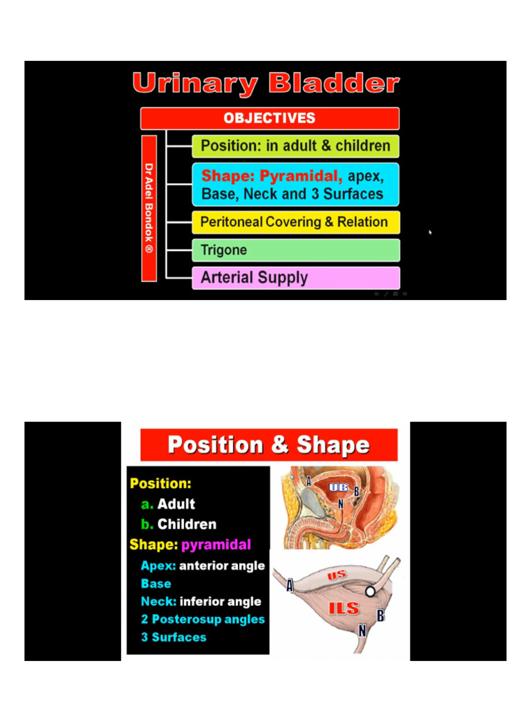 Urinary Bladder and Urethra DR Adil Bandok | PDF