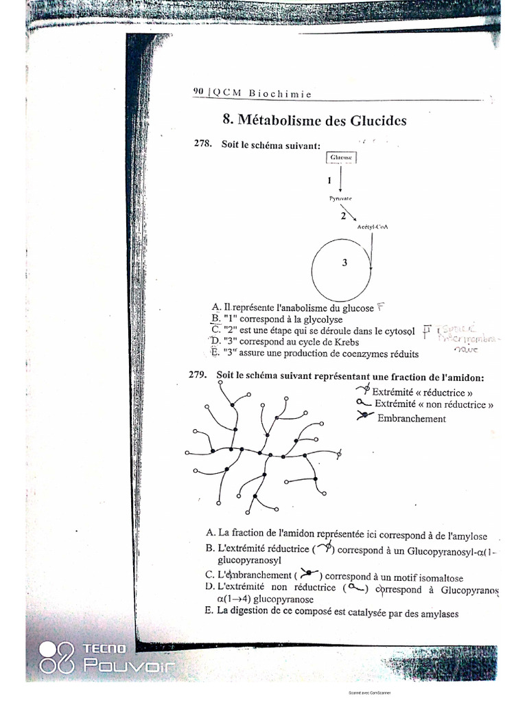 Biochimie Méta Glucides | PDF
