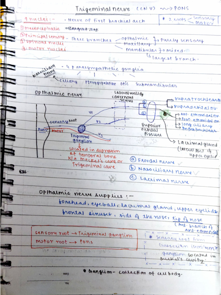 Trigeminal Nerve | PDF