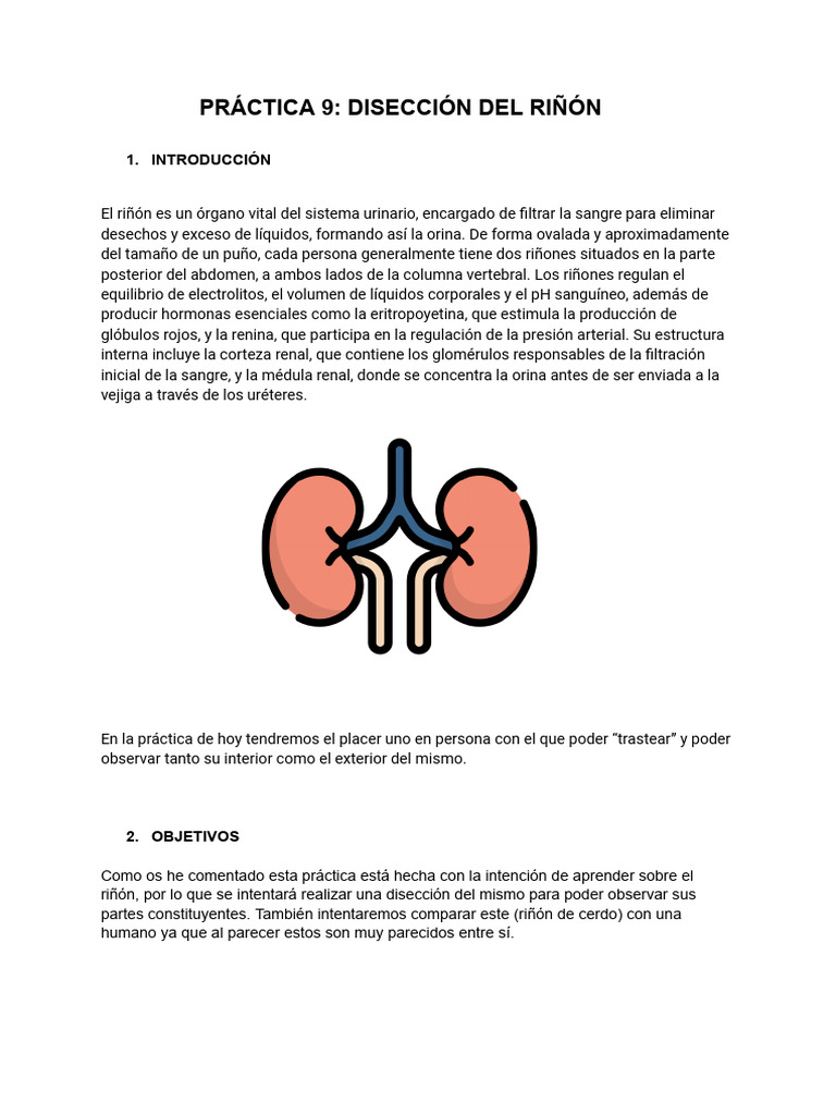 Práctica 9 - Disección Del Riñób | PDF | Riñón | Especialidades Medicas