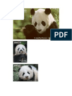 Giant Panda Pictures