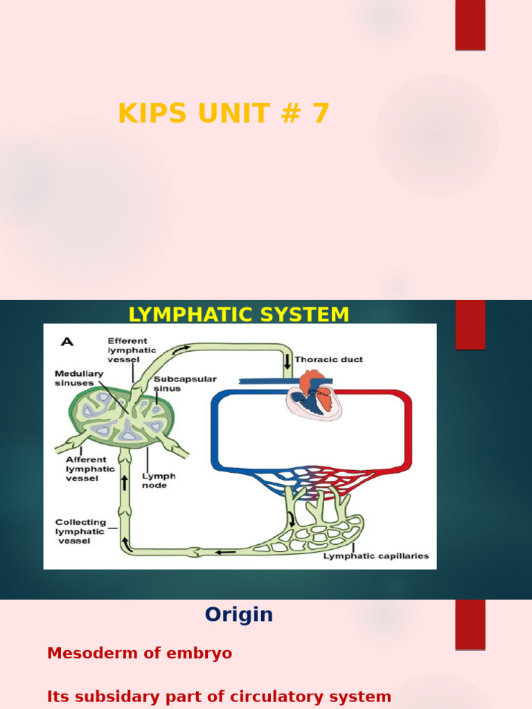 Overview of the Lymphatic System | PDF | Lymphatic System | Macrophage