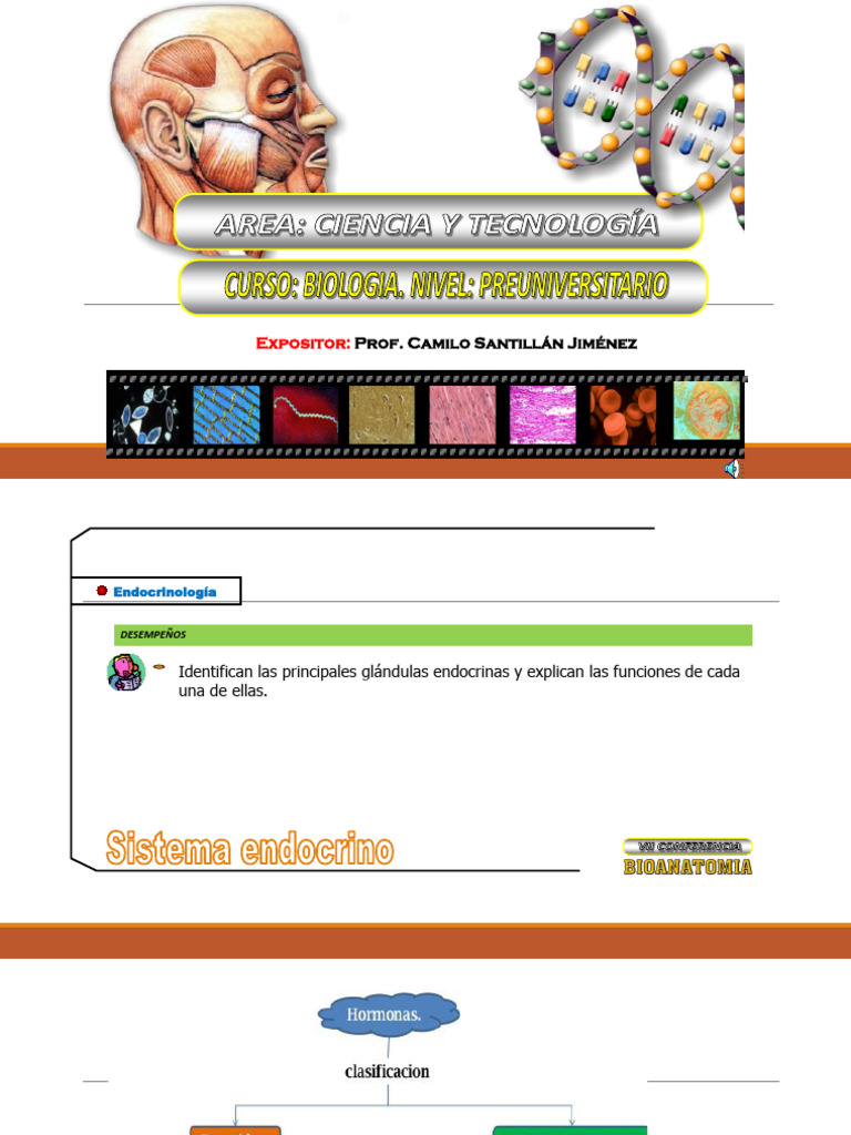 Funciones del Sistema Endocrino Humano | PDF | Glándula pituitaria ...
