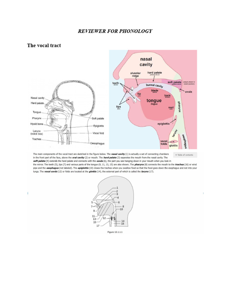 Phonology: Stress, Vowels, and Dialects | PDF | English Language | Vowel