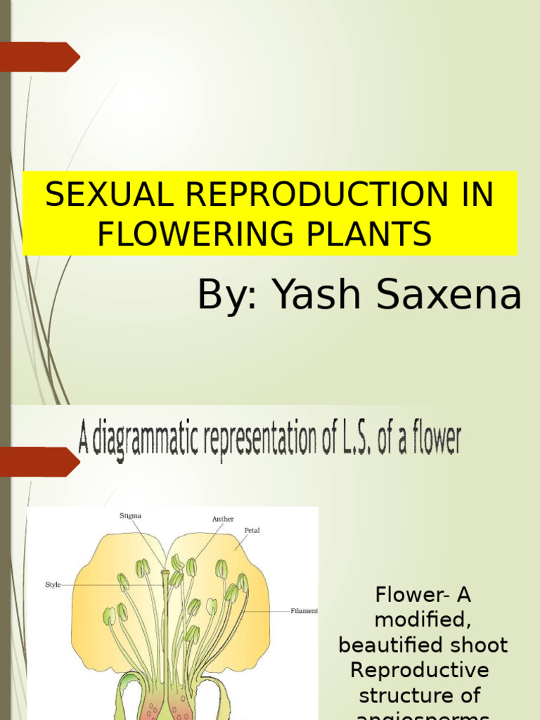Sexual Reproduction in Flowering Plants | PDF | Flowers | Seed