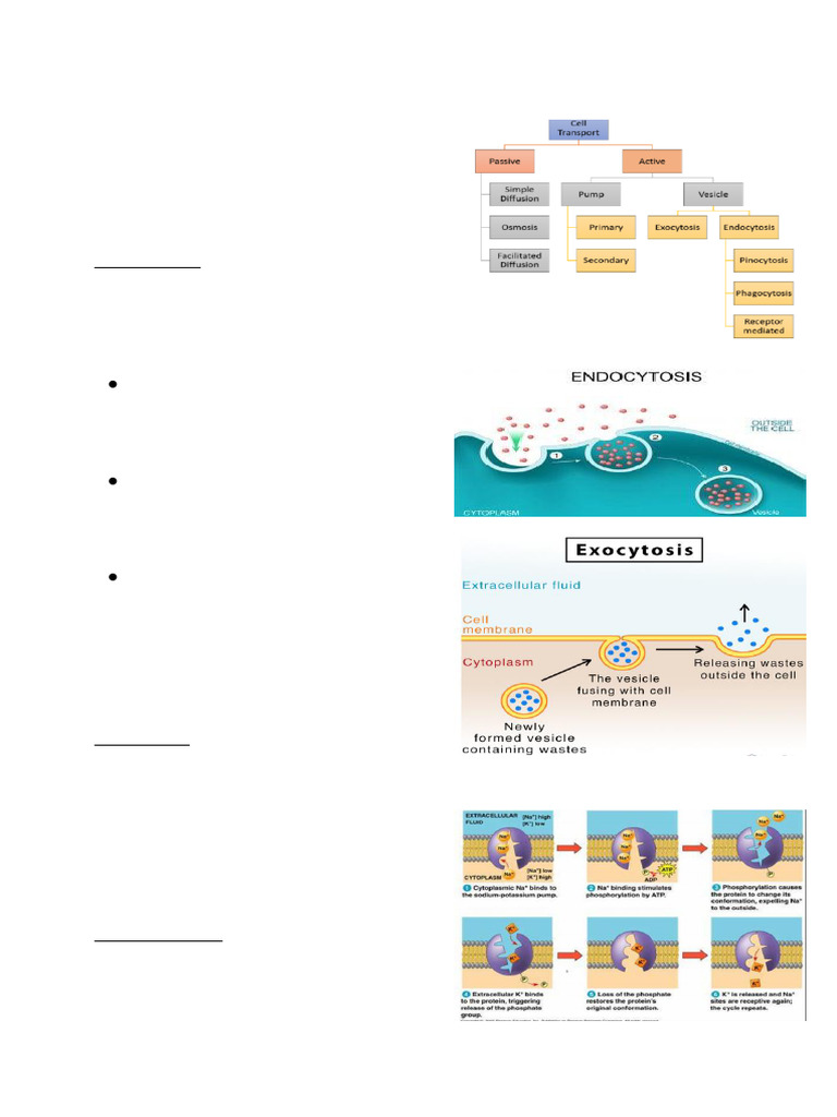 Biology | PDF | Endoplasmic Reticulum | Cell Membrane
