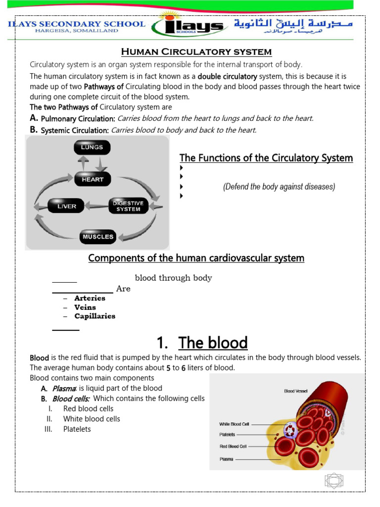 Human Circulatory System Overview | PDF | Heart Valve | Blood Type