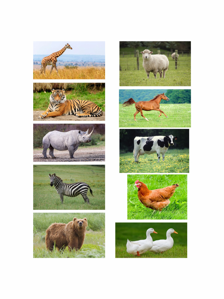 Animals (2) 0212 | PDF
