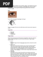 Download Mata Adalah Organ Penglihatan Yang Mendeteksi Cahaya by Ruri Nindi SN78641600 doc pdf