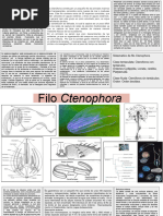 Ctenóforos: Características y Morfología | PDF | Anatomía | Zoología