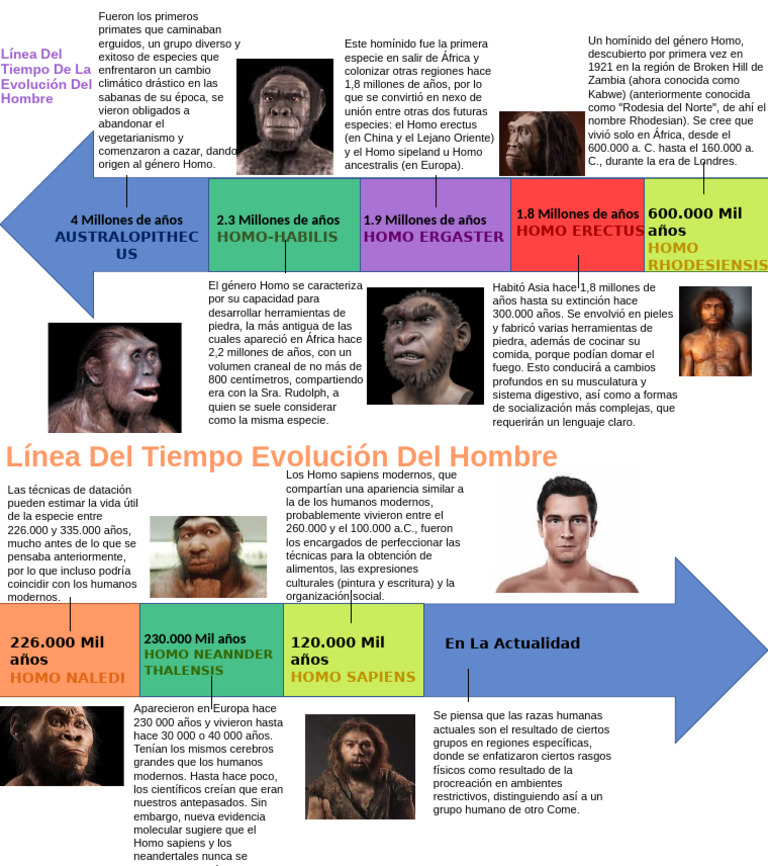 Línea del Tiempo de la Evolución Humana | PDF | Homo | Evolución humana