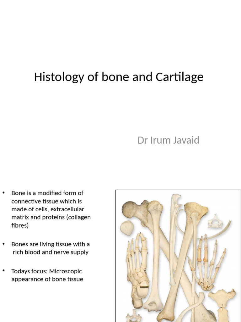 Bone and Cartilage Histology Overview | PDF | Bone | Osteoblast