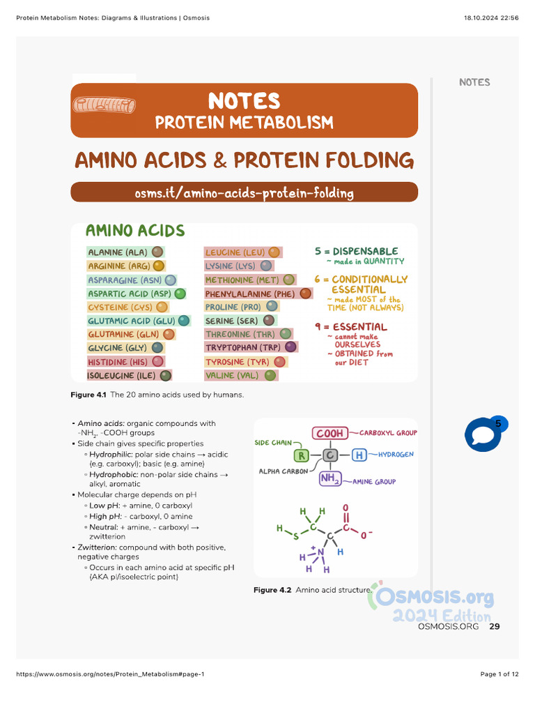 Protein Metabolism Diagrams & Notes | PDF