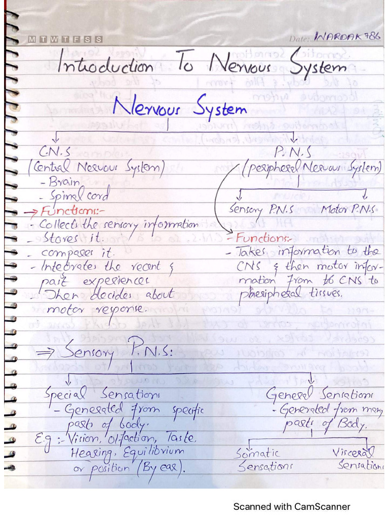 Neuroanatomy Dr Najeeb Notes Pdf