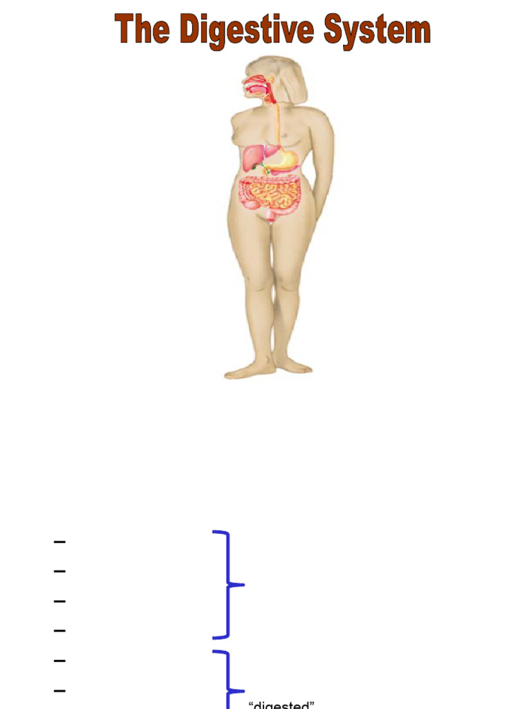 ANATOMY AND PHYSIOLOGY DIGESTIVE SYSTEM NOTES PDF SLIDESHARE visual data 7