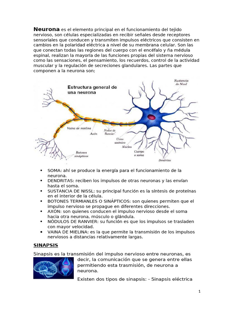 SINAPSIS | PDF | Sinapsis | Neurona