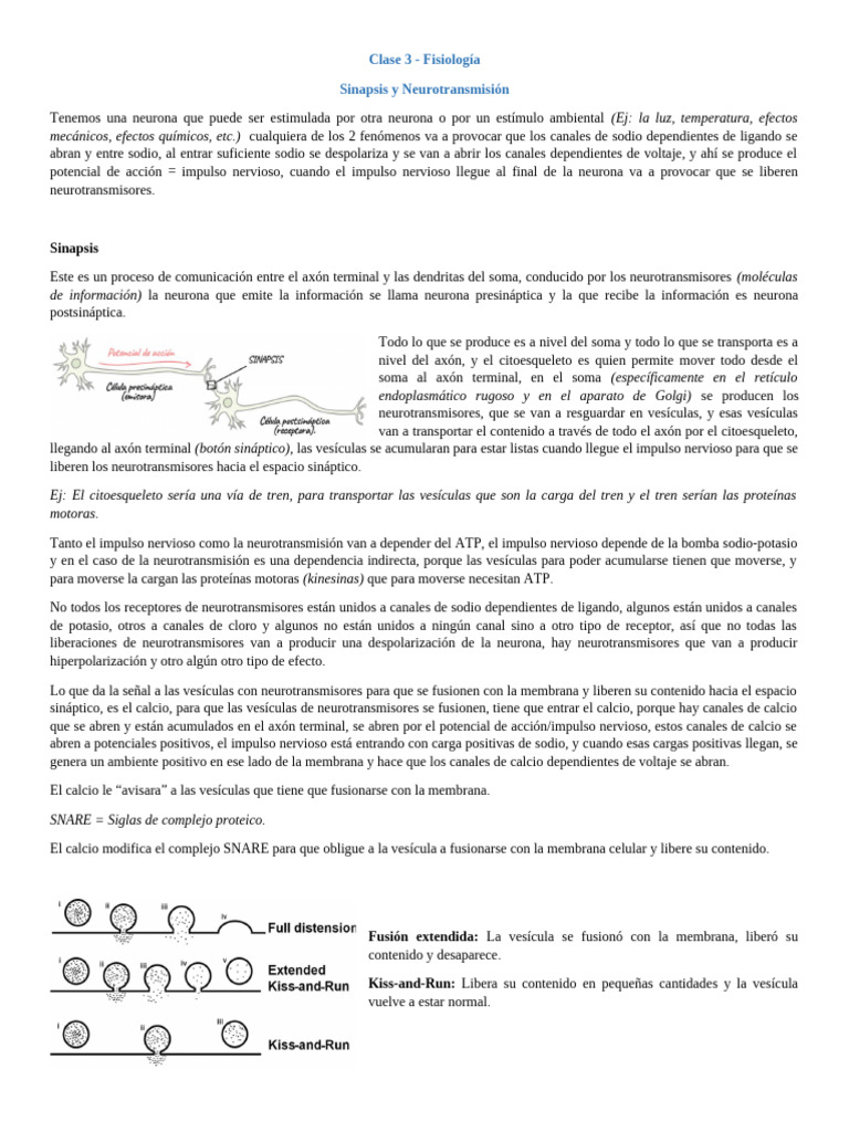 Sinapsis y Neurotransmisión en Neuronas | PDF | Sinapsis | Potencial de ...