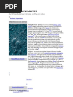 Download Staphylococcus Aureus by ahyar SN78662277 doc pdf