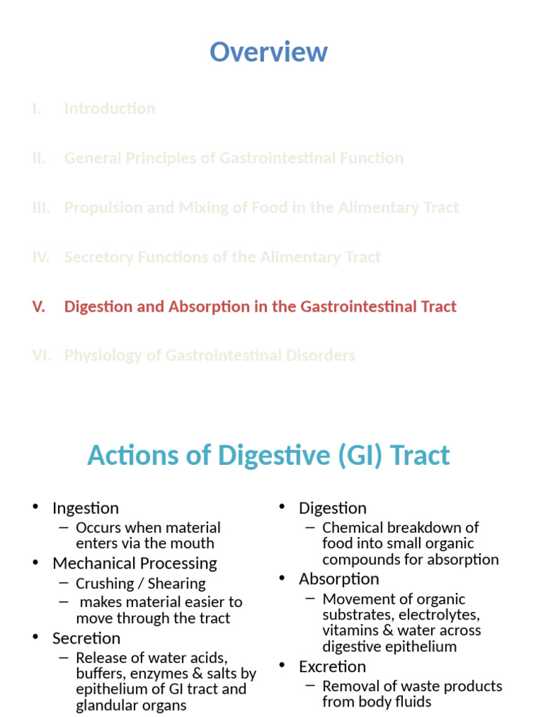 Digestion | PDF | Digestion | Small Intestine