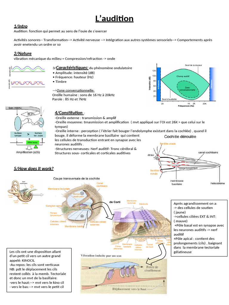 Comprendre l'Audition et ses Mécanismes | PDF | Audition | Neuroscience