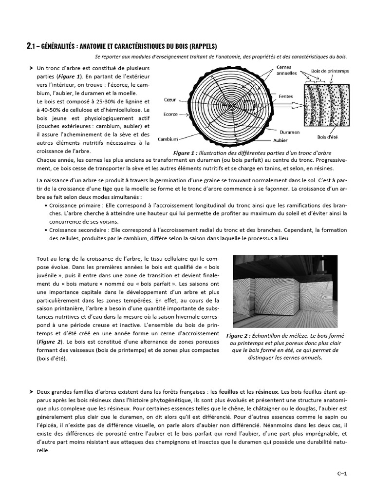 Anatomie du bois et duramen | PDF | Bois | Bois (matériau de construction)